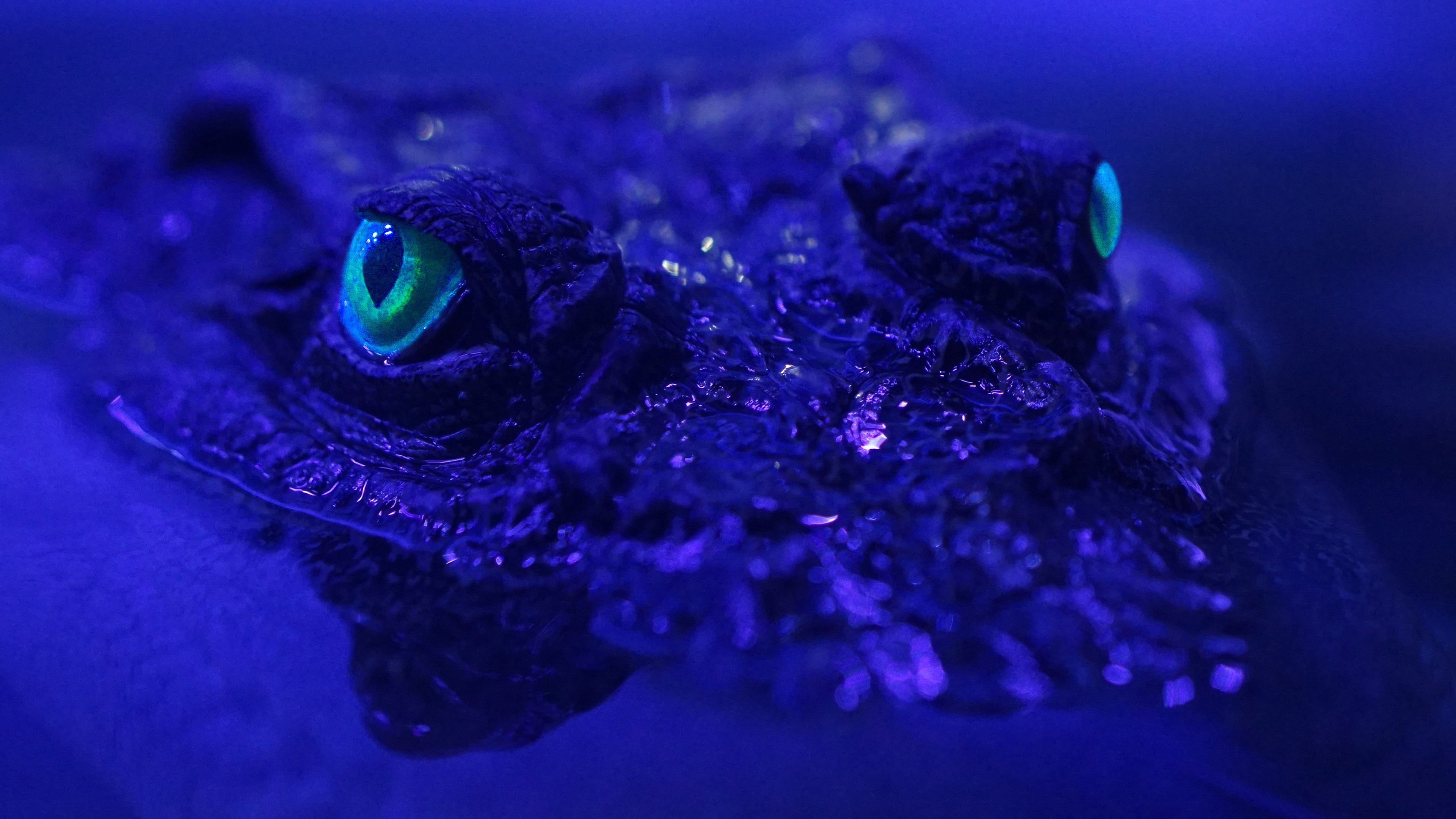 Beasts of the Bayou