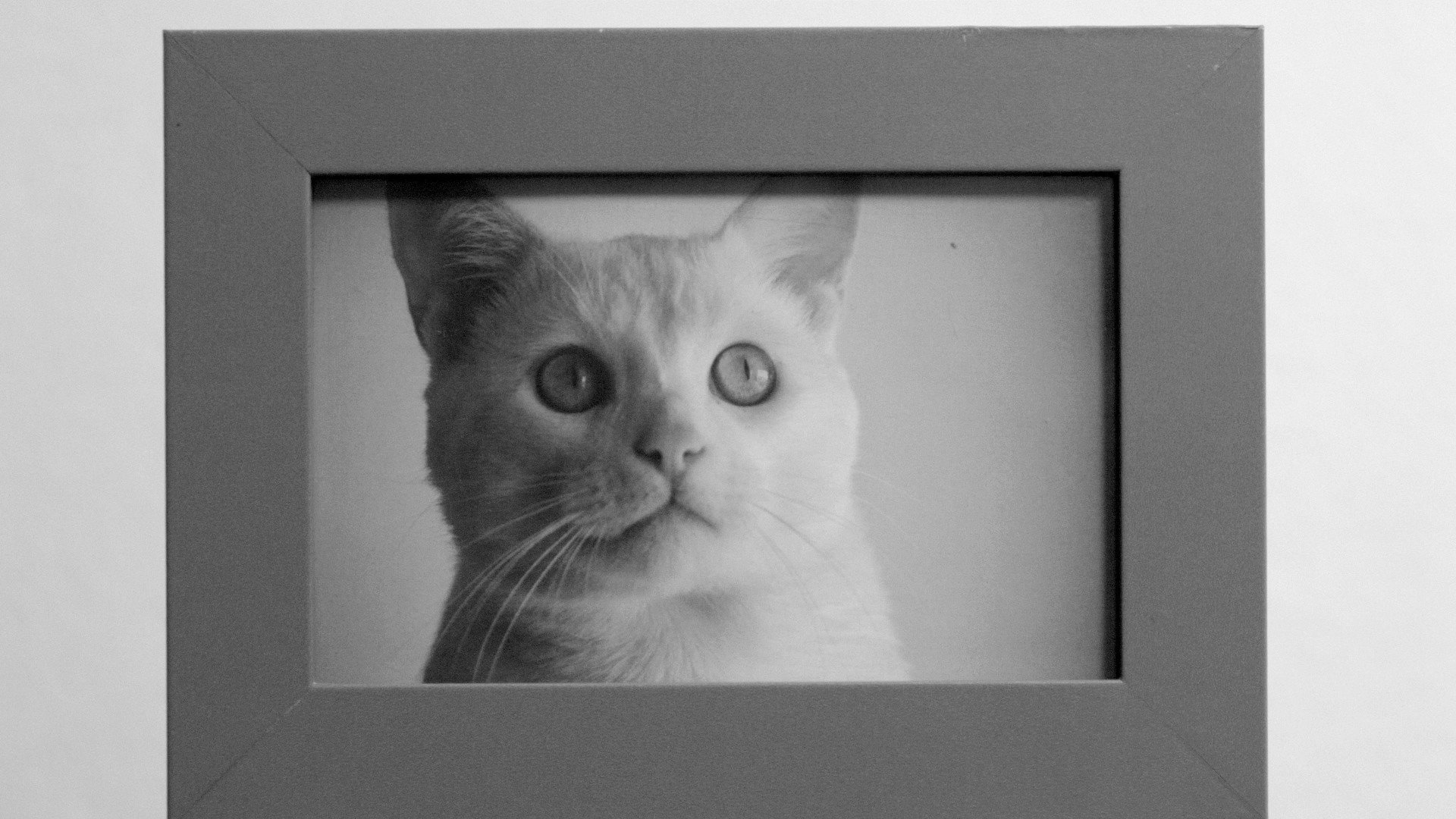 /'cats/
