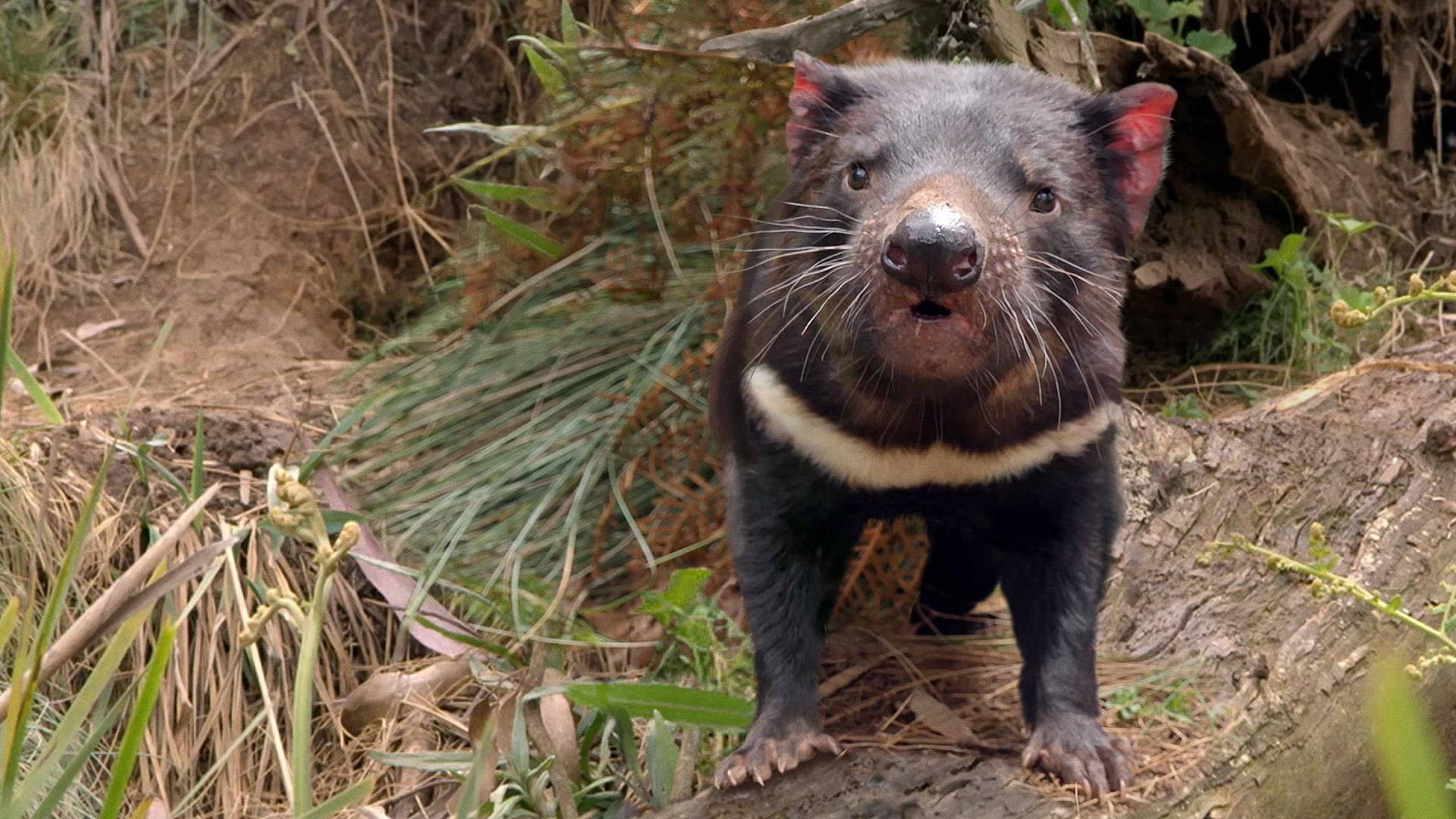 Secret Life Of The Tasmanian Devil