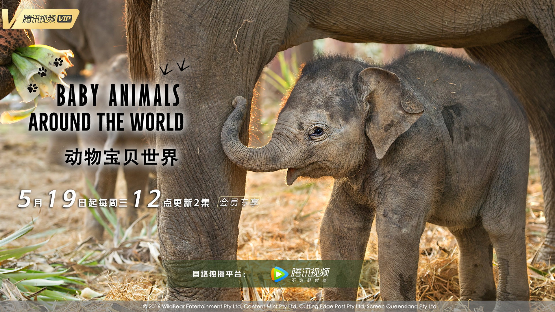 Baby Animals Around the World