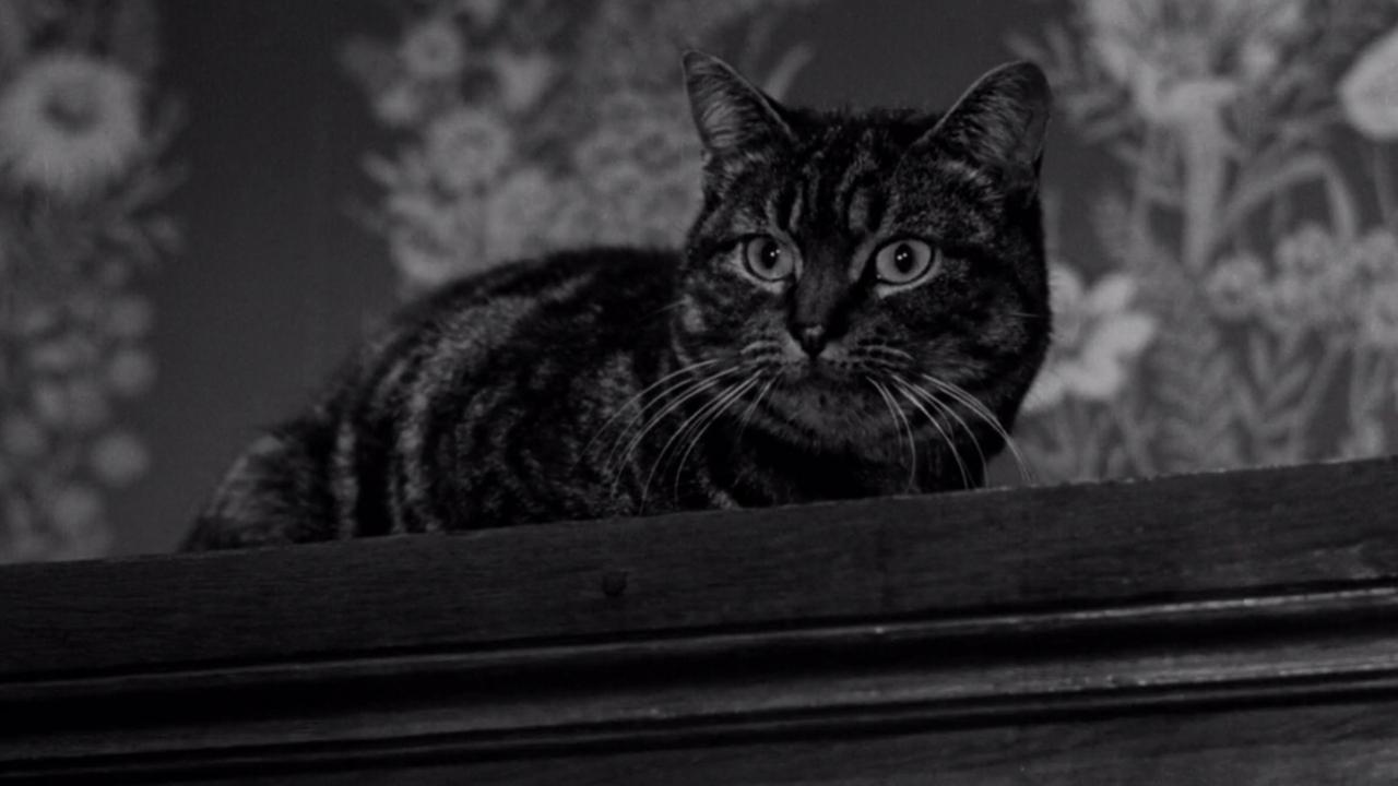 The Shadow of the Cat
