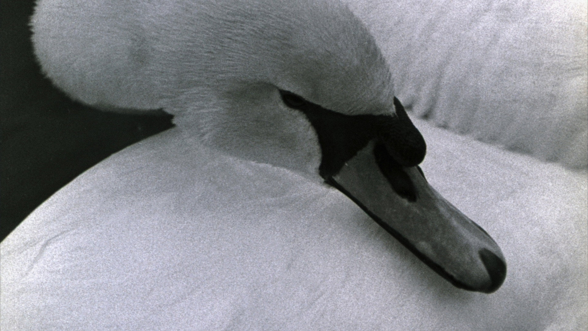 Swan