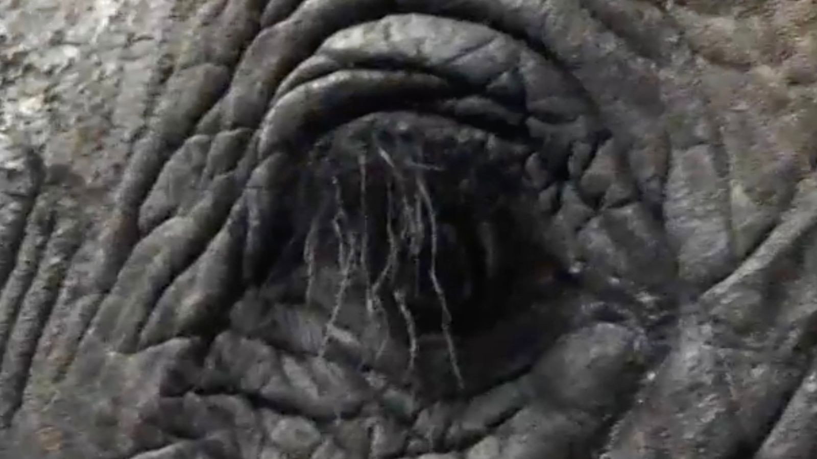 The Ugliest Show on Earth