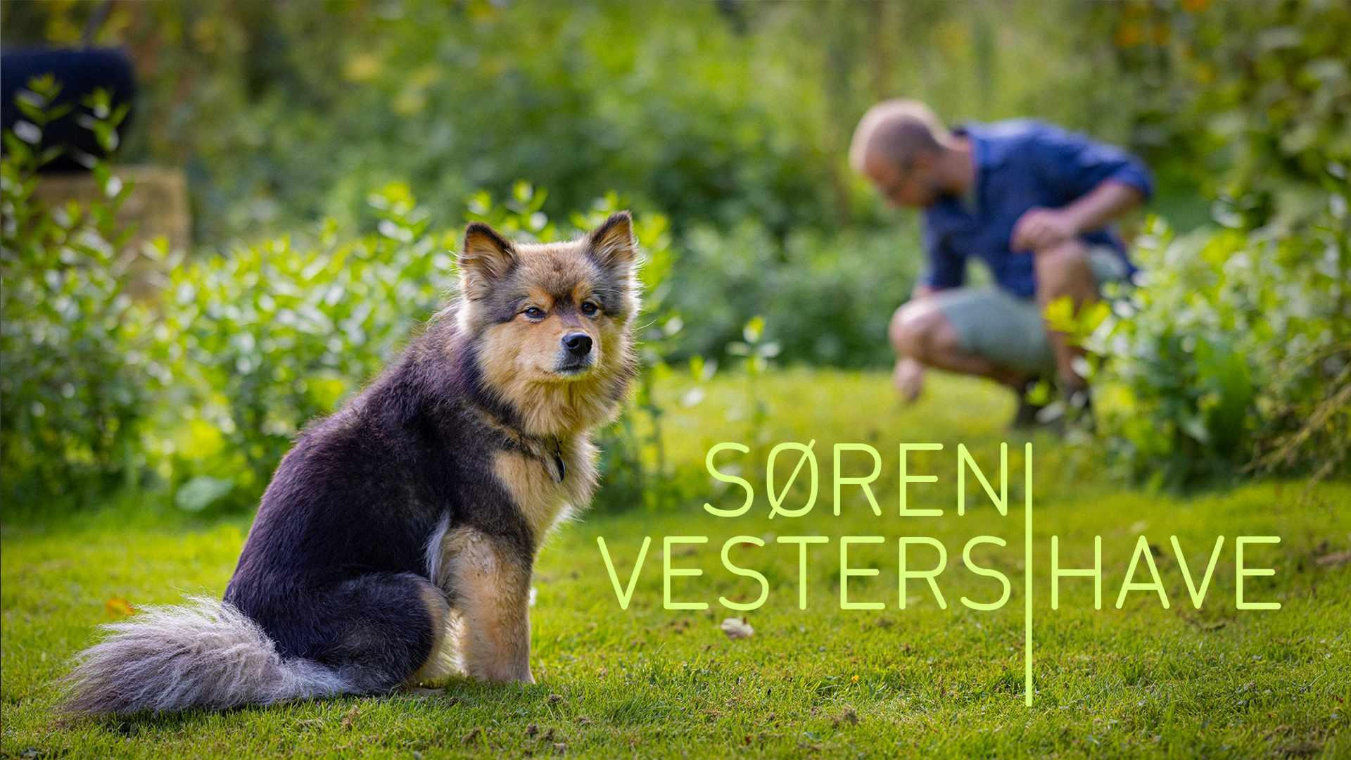 Søren Vesters have