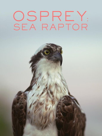Osprey: Sea Raptor