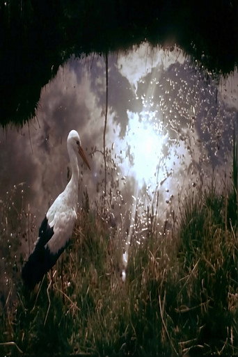 White Storks