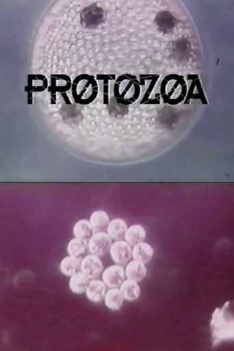 Protozoa