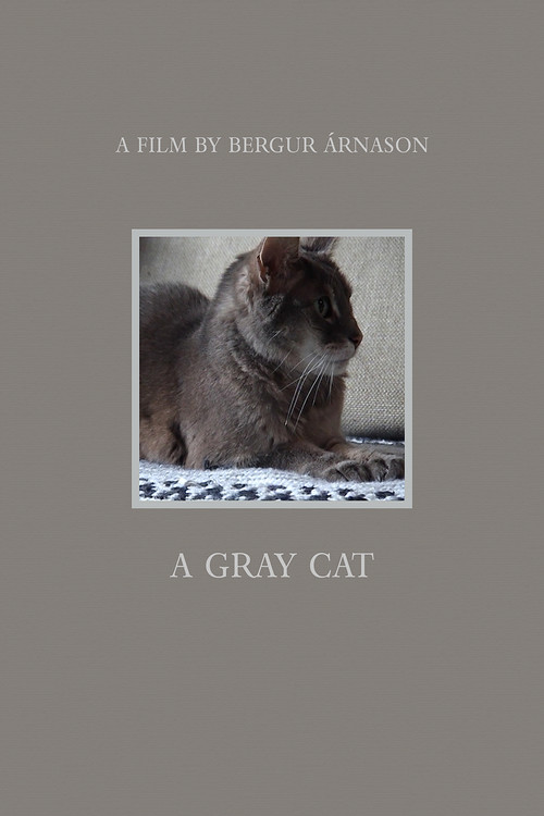 A Gray Cat