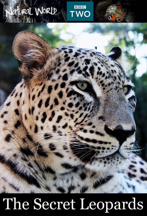 BBC Natural World 2010 The Secret Leopards