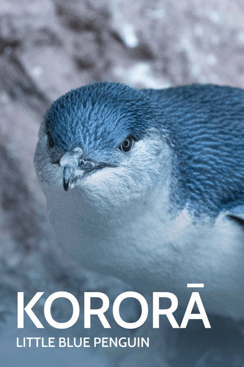 Kororā: Little Blue Penguin