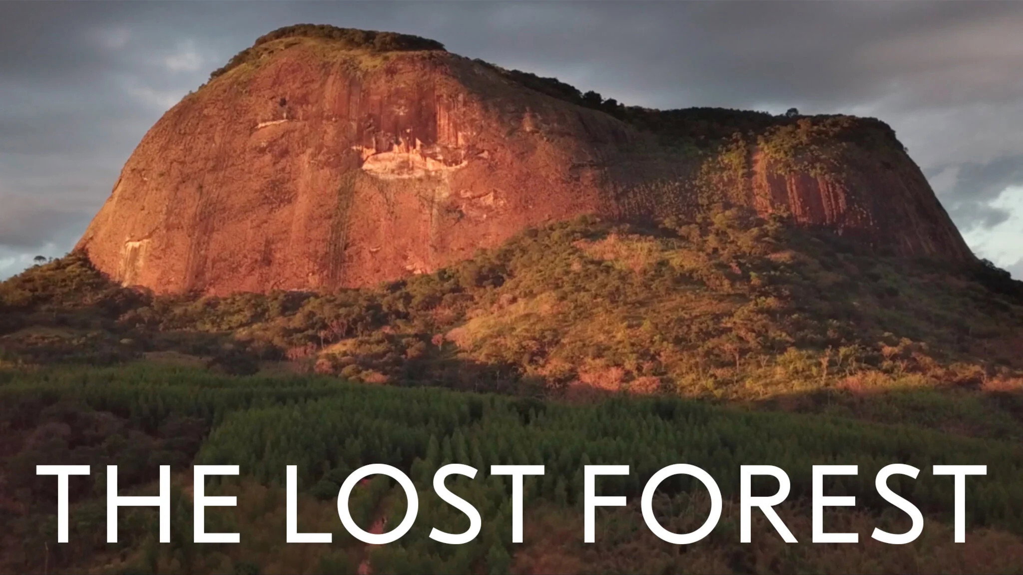 The Lost Forest