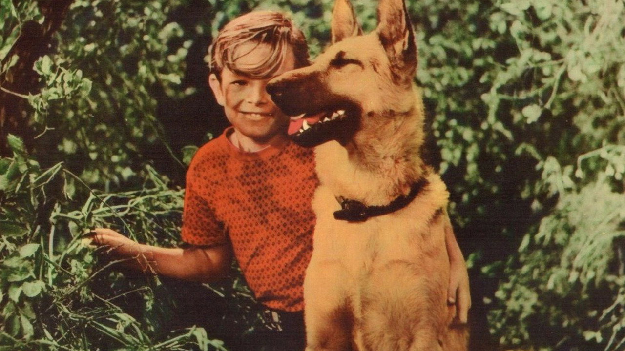 A Dog's Best Friend