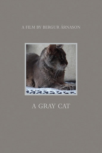 A Gray Cat